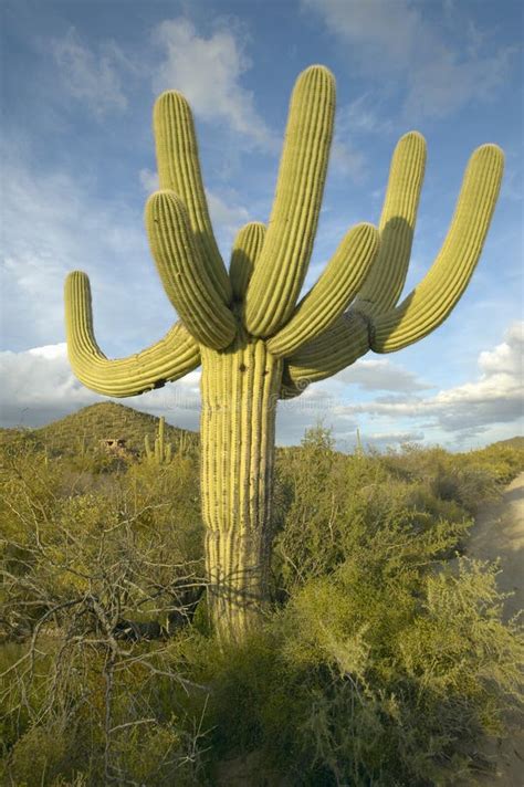 Large Saguaro Cactus Stock Photo Image Of Landscapes 26265374