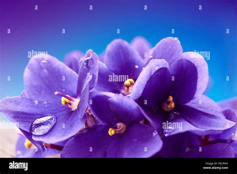 Beautiful Spring Background With Violets Flower Macro Shot Wallpaper
