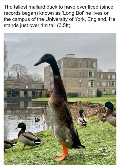 University Student ‘very Proud After Tall Duck Named Long Boi Goes