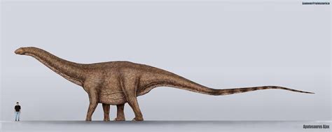 Apatosaurus is a member of the family diplodocidae, a clade of gigantic sauropod dinosaurs. Apatosaurus Size by SameerPrehistorica on DeviantArt