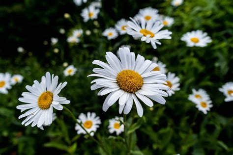 Free Images Flower Oxeye Daisy Flowering Plant Marguerite Daisy