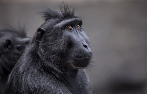 Crested Black Macaque Hd Primate Monkey Celebes Crested Macaque