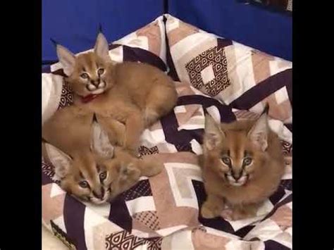 Male and female documents : caracal kittens for sale - YouTube