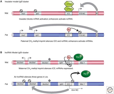 Genomic Imprinting In Mammals