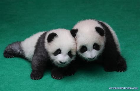 Siete Pandas Recién Nacidos Hacen Primera Aparición Pública En Chengdu
