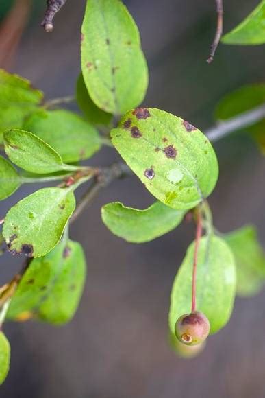 Crabapple Trees Highly Susceptible To Scab Disease