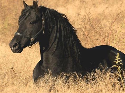 Black Beauty Horses Black Beauties Animals