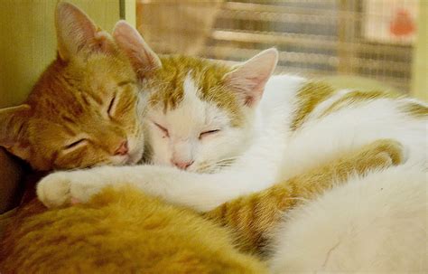 Animal Friends Adopting Two Cats Is Twice As Nice