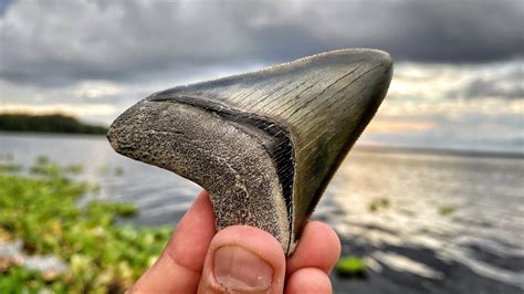 Megalodon Shark Tooth Hunting In Florida Fossil Hunting On Dirt Roads
