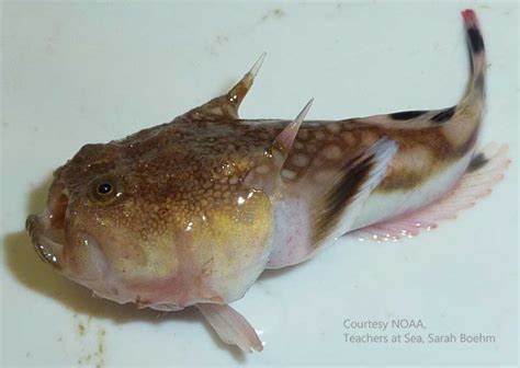Check spelling or type a new query. Southern Stargazer - Florida Go Fishing