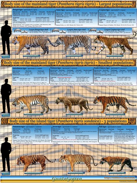 Lion V Tiger Page 153 Carnivora