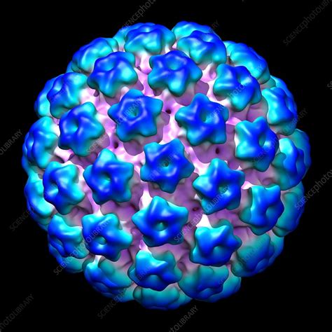 Human Papilloma Virus Illustration Stock Image C0253249 Science