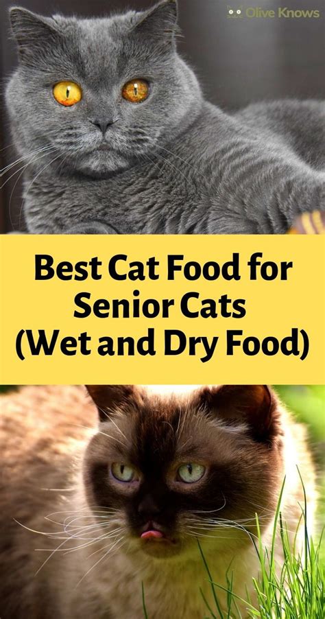 Wet food can offer a host of benefits to cats. Best Cat Food for Senior Cats (Wet and Dry Food) | Best ...