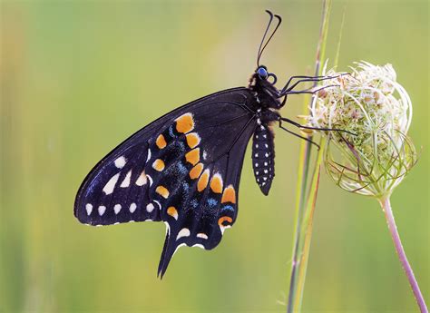 The Black Swallowtail Butterfly A Graceful Beauty Of North America