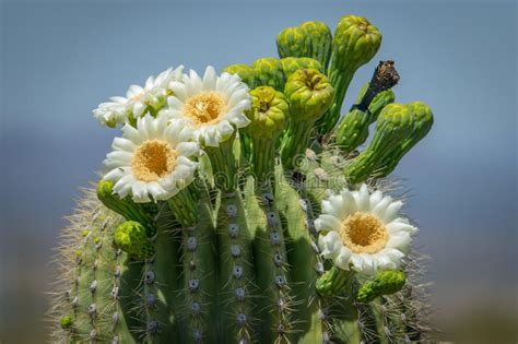 Cactus Blooms Stock Photo Image Of Hybrid Orange Pink