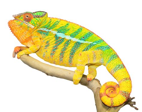 Collection Of Chameleon Png Hd Pluspng