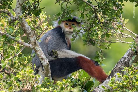 As if that's not enough, the trip also includes a visit to the home studio of a renowned wildlife photographer! The best wildlife photos taken this year - including one ...