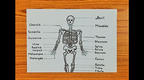 Step By Step Skeletal System Drawing Easy Skeletal System Drawing For
