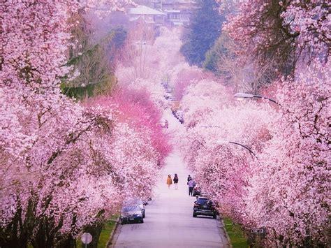 Bc Is Turning Pink The Best Local Spots For Cherry Blossoms In 2021