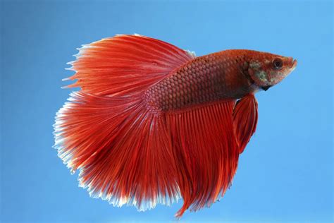 Males Betta Fish Can Live With Other Fish Species Twintail Halfmoon