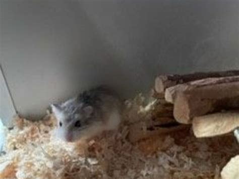 Baby Roborovski Dwarf Hamsters For Sale In Co Louth For €22 On Donedeal