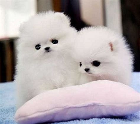 Good Looking Pomeranian Puppies For Adoption Offer