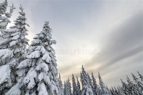 Beautiful Winter Mountain Landscape Tall Spruce Trees Covered With