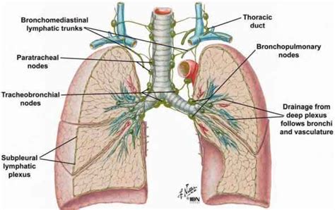 Fig 26 Pattern Of Lymphatic Drainage From The Lungs
