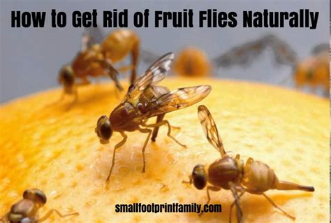 Including how to make natural bug spray, tips for organic gardening, great ways to control pests. How to Get Rid of Fruit Flies Naturally | Fruit flies ...