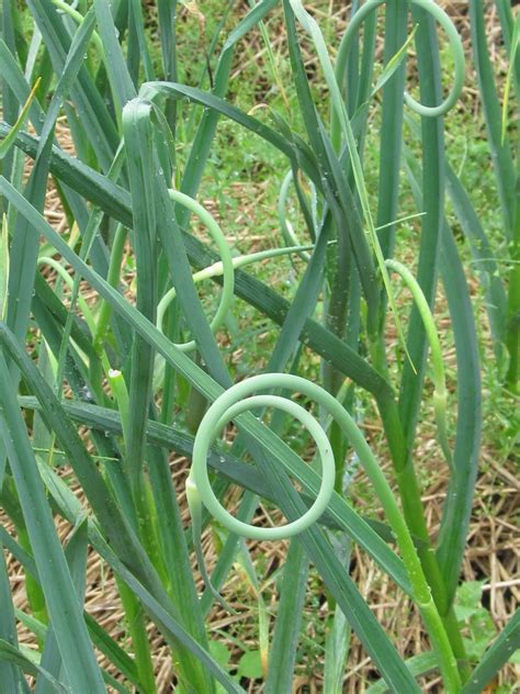 Harmony Valley Farm Vegetable Feature Garlic Scapes