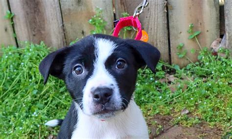 A bit about collies and shelties. Border Collie Mix Puppy Rescue - Puppy And Pets