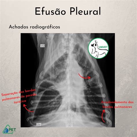 Efusao Pleural Em Gatos
