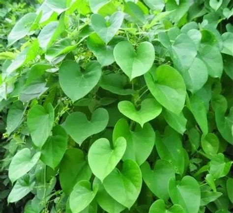 Seenthil Kodi Heart Leaved Moonseed Dried Rawtinospora Cordifolia