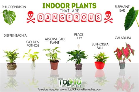 10 Indoor Plants That Are Poisonous And Dangerous Top 10 Home Remedies