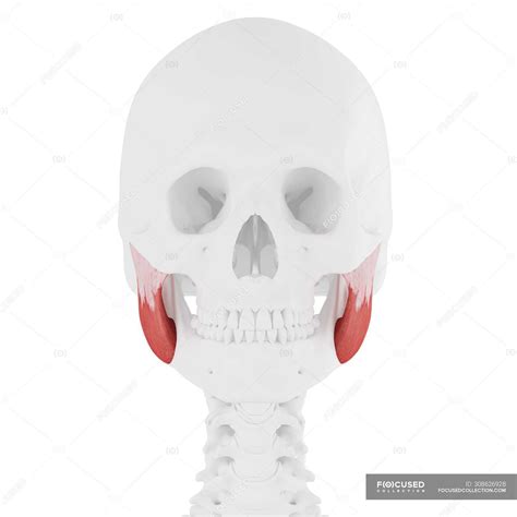 Human Skeleton With Red Colored Masseter Superior Muscle Digital