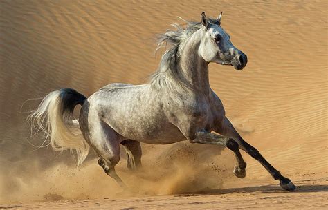 Dapple Grey Arabian Stallion Running Near Dubai Uae Photograph By