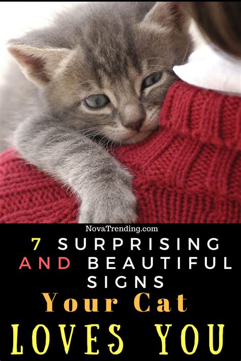 7 Surprising And Beautiful Signs Your Cat Loves You Cat Love Cats Cat Signs