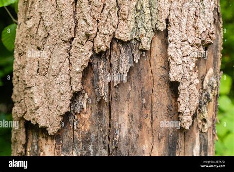 Bark Peeling From Tree Hi Res Stock Photography And Images Alamy
