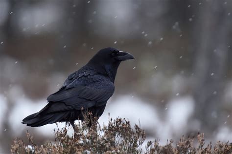 wild profile meet the common raven boreal community media