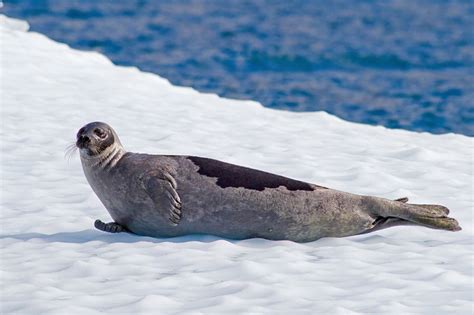 Harp Seal Pagophilus Groenlandicus Grönland Foku Korhan Özkan
