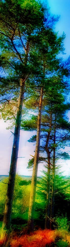 Three Trees Wykeham Forest Near Scarborough Thomas Tolkien Flickr