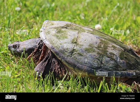 Female Snapping Turtle Hi Res Stock Photography And Images Alamy