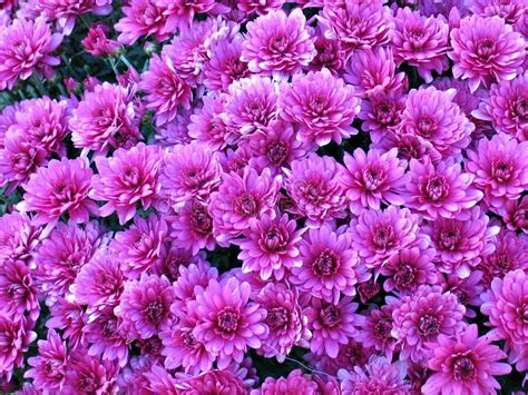 Bed Of Pink Dahlia Flowers Picture Image 4401235
