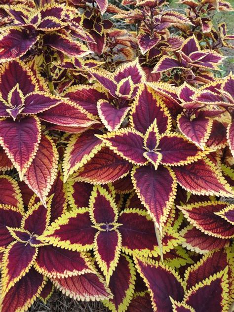 How much sunlight do plants need? Coleus , Sun Coleus, Painted Nettle - Our Plants - Kaw ...