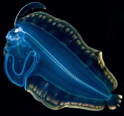 Deep Sea Life Life Under The Sea Underwater Creatures Underwater