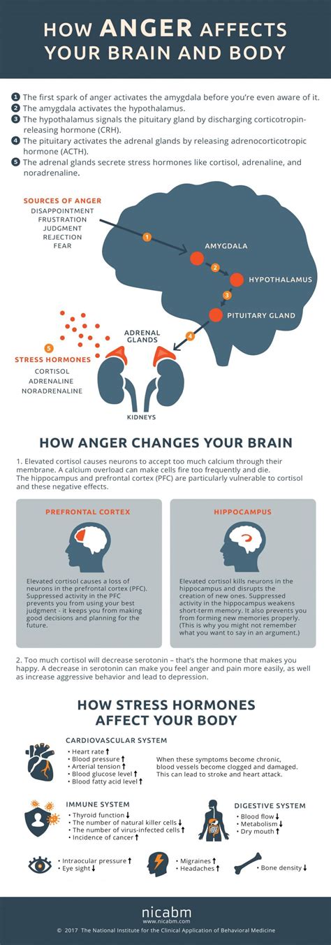 How Anger Affects The Brain And Body Infographic