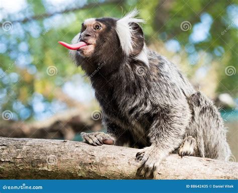Monkey Sticking Out Tongue Stock Photos Download 60 Royalty Free Photos