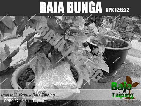 Apalagi jika bukan durian tai babi atau cumasi. Pembekal Baja Taiping » Baja NPK Terbaik Untuk Pokok Bunga ...