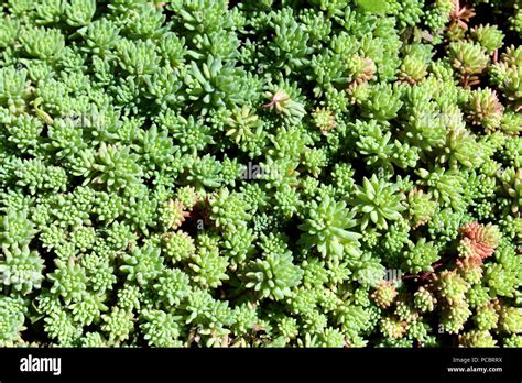 Sedum Or Stonecrop Hardy Succulent Ground Cover Perennial Green Plant