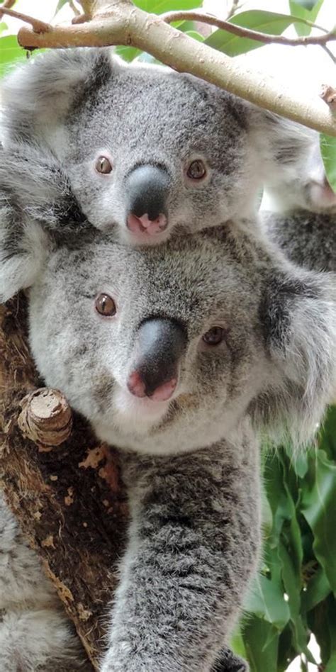 397 Best Images About Koala On Pinterest Koala Bears